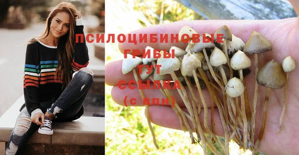 шишки Верея